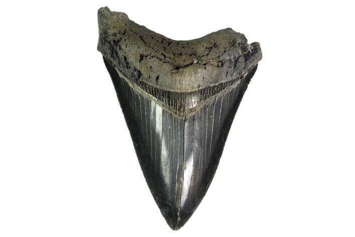 Serrated, Fossil Megalodon Tooth - Georgia #159734
